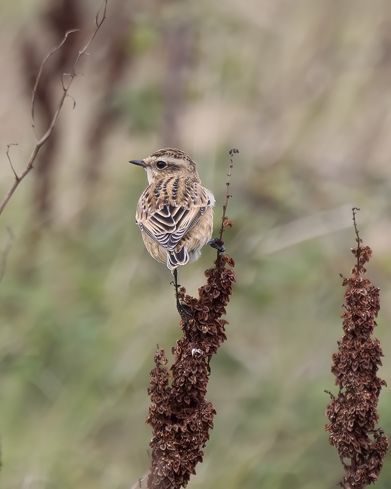 Whinchat
